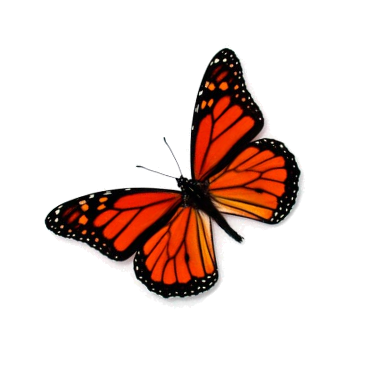 Метелик Монарх - Danaus Plexippus — Живі метелики купити з доставкою в  KievFlower. Артикул: